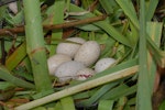 Australian coot. Nest with 6 eggs. Lake Rotoiti, December 2007. Image © Peter Reese by Peter Reese.