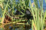 Australian coot. Adult on nest among raupo reeds. Lake Rotoiti, December 2007. Image © Peter Reese by Peter Reese.