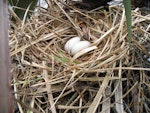 Australian coot. Nest with eggs. Palmerston North, August 2007. Image © Andrew Thomas by Andrew Thomas.