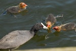 Australian coot. Adult feeding chicks. Lake Rotoiti, December 2012. Image © Peter Reese by Peter Reese.