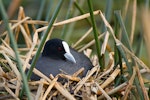 Australian coot. Adult sitting on nest. Hamilton Zoo, September 2009. Image © Neil Fitzgerald by Neil Fitzgerald.