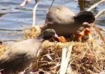 Australian coot. Pair feeding chicks in nest. Palmerston North, November 2014. Image © Alex Scott by Alex Scott.