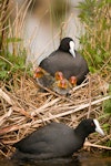 Australian coot. Adults at nest with newly hatched chicks. Hamilton Lake, October 2009. Image © Neil Fitzgerald by Neil Fitzgerald.