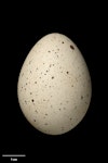 Australian coot. Egg 48.2 x 35.4 mm (NMNZ OR.021266, collected by G. Austin). Nyang Station, New South Wales, Australia, October 1917. Image © Te Papa by Jean-Claude Stahl.