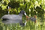 Australian coot. Adult feeding chicks. Christchurch, October 2012. Image © Steve Attwood by Steve Attwood.