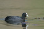 Australian coot. Adult feeding on aquatic weed. Lake Okareka, September 2012. Image © Tony Whitehead by Tony Whitehead.