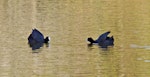 Australian coot. Territorial display. Whakatane, October 2011. Image © Raewyn Adams by Raewyn Adams.