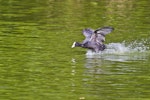 Australian coot. Nearly airborne. Whakatane, December 2012. Image © Raewyn Adams by Raewyn Adams.