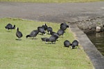 Australian coot. Grazing on the lawn at an urban lake. Hamilton Lake, January 2011. Image © Raewyn Adams by Raewyn Adams.