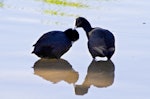 Australian coot. Courtship - mutual preening.. Whakatane, October 2011. Image © Raewyn Adams by Raewyn Adams.