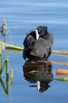 Australian coot. Adult preening. Lake Rotoiti, December 2007. Image © Peter Reese by Peter Reese.