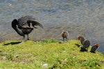 Australian coot. Adult and chicks preening. Lake Rotoiti, December 2012. Image © Peter Reese by Peter Reese.