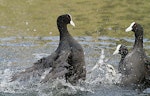 Australian coot. Adults in territorial dispute. Wanganui, October 2015. Image © Ormond Torr by Ormond Torr.