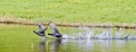 Australian coot. Wings outstretched chasing across water. Whakatane, October 2011. Image © Raewyn Adams by Raewyn Adams.