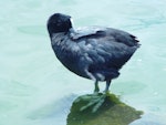 Australian coot. Adult preening. Western Springs, Auckland, January 2006. Image © Graeme Taylor by Graeme Taylor.