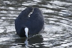 Australian coot. Courting adult wings raised for display head extended frontal view. The Groynes, Christchurch, August 2012. Image © Steve Attwood by Steve Attwood.