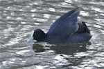 Australian coot. Adult courting posture wings raised tail erect head extended left profile. The Groynes, Christchurch, August 2012. Image © Steve Attwood by Steve Attwood.