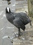 Australian coot. Adult stretching wing. Lake Rotoroa, Hamilton, January 2012. Image © Alan Tennyson by Alan Tennyson.