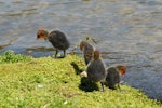 Australian coot. Chicks preening. Lake Rotoiti, December 2012. Image © Peter Reese by Peter Reese.