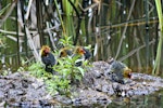 Australian coot. Chicks relaxing. Hamilton Lake, November 2007. Image © Raewyn Adams by Raewyn Adams.