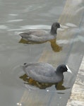 Australian coot. Adult and juvenile on water. Lake Rotoroa, Hamilton, January 2012. Image © Alan Tennyson by Alan Tennyson.