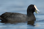 Australian coot. Adult feeding on water weed. Invercargill, November 2011. Image © Craig McKenzie by Craig McKenzie.