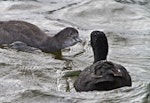 Australian coot. Juvenile being fed by adult. Lake Okareka, February 2012. Image © Raewyn Adams by Raewyn Adams.