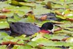 Australian coot. Adult feeding among waterlilies. Whakatane, February 2012. Image © Raewyn Adams by Raewyn Adams.