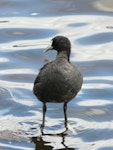 Australian coot. Immature standing in water. Lake Rotoroa, Hamilton, January 2012. Image © Alan Tennyson by Alan Tennyson.