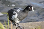 Australian coot. Partially leucistic adult. Lake Rotoroa, Hamilton, October 2020. Image © Kay Ramsbottom by Kay Ramsbottom.