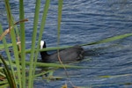 Australian coot. Adult with nesting material. Lake Rotoiti, December 2007. Image © Peter Reese by Peter Reese.