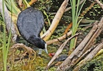 Australian coot. Adult feeding chick. Pekapeka swamp, Hawke's Bay, January 2012. Image © Dick Porter by Dick Porter.