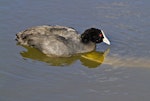 Australian coot. Adult with injured foot being harrassed by an eel. Whakatane, October 2011. Image © Raewyn Adams by Raewyn Adams.