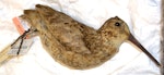 North Island snipe. Holotype (and only known skin) in Auckland Museum. Little Barrier Island. Image © Oscar Thomas by Oscar Thomas.