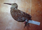 North Island snipe. Holotype (and only known skin) in Auckland Museum. Little Barrier Island, January 1870. Image © Colin Miskelly by Colin Miskelly.