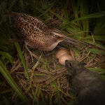 North Island snipe. Adult at nest, responding to approaching kiore/Pacific rat (artist's impression). Motukorea / Browns Island. Image © Shaun Lee by Shaun Lee.