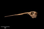 South Island snipe | Tutukiwi. Skull (lateral view). Te Papa S.023264. Nettletrench Cave, Tiropahi River, West Coast, January 1991. Image © Te Papa by Te Papa.