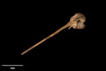 South Island snipe | Tutukiwi. Skull (oblique view). Te Papa S.023264. Nettletrench Cave, Tiropahi River, West Coast, January 1991. Image © Te Papa by Te Papa.