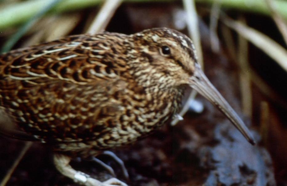 South Island snipe | Tutukiwi. Adult male in captivity. Big South Cape Island, August 1964. Image © Peter Johns by Peter Johns.