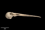 Forbes' snipe. Skull (lateral view). Te Papa S.025428. Long Beach dunes, Chatham Island, January 1988. Image © Te Papa by Te Papa.