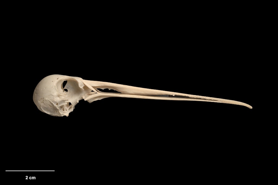 Forbes' snipe. Skull (lateral view). Te Papa S.025428. Long Beach dunes, Chatham Island, January 1988. Image © Te Papa by Te Papa.