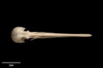 Forbes' snipe. Skull (dorsal view). Te Papa S.025428. Long Beach dunes, Chatham Island, January 1988. Image © Te Papa by Te Papa.