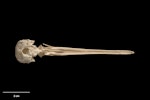 Forbes' snipe. Skull (ventral view). Te Papa S.025428. Long Beach dunes, Chatham Island, January 1988. Image © Te Papa by Te Papa.