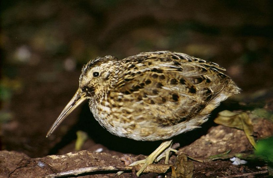 Chatham Island snipe. Adult. Rangatira Island, Chatham Islands, January 2004. Image © Department of Conservation (image ref: 10057181) by Don Merton, Department of Conservation.