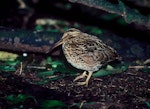 Chatham Island snipe. Adult. Rangatira Island, Chatham Islands, December 1983. Image © Colin Miskelly by Colin Miskelly.