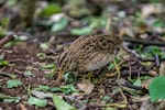 Chatham Island snipe. Adult feeding. Rangatira Island, November 2013. Image © Leon Berard by Leon Berard.