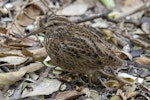 Chatham Island snipe. Adult. Mangere Island, Chatham Islands, October 2020. Image © James Russell by James Russell.