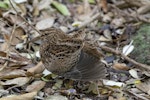 Chatham Island snipe. Adult stretching its wing. Mangere Island, Chatham Islands, October 2020. Image © James Russell by James Russell.