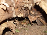 Chatham Island snipe. Eggs in nest. Rangatira Island, February 2004. Image © Graeme Taylor by Graeme Taylor.