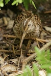 Chatham Island snipe. Adult. Rangatira Island, February 2010. Image © David Boyle by David Boyle.